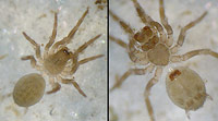 Hahnia pusilla