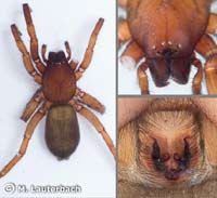 Haplodrassus cognatus -->anklicken zum vergrössern (click to enlarge)