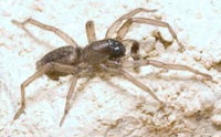 Haplodrassus dalmatensis