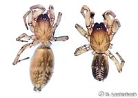 Haplodrassus dalmatensis
