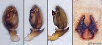 Haplodrassus dalmatensis