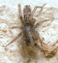 Haplodrassus dalmatensis