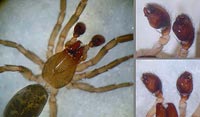 Haplodrassus kulczynskii -->anklicken zum vergrössern (click to enlarge)