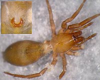 Haplodrassus minor