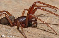 Harpactea rubicunda
