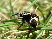 Hasarius adansoni