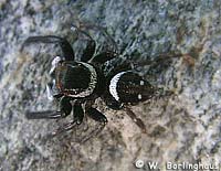 Hasarius adansoni