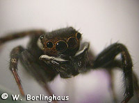 Hasarius adansoni