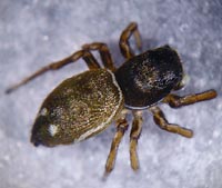 Heliophanus aeneus