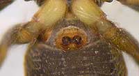 Heliophanus aeneus