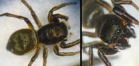 Heliophanus aeneus