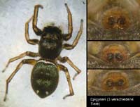 Heliophanus aeneus