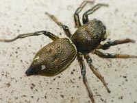 Heliophanus aeneus