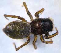 Heliophanus aeneus