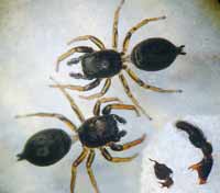 Heliophanus auratus