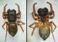 Heliophanus auratus