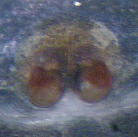 Heliophanus auratus