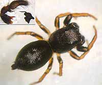 Heliophanus auratus