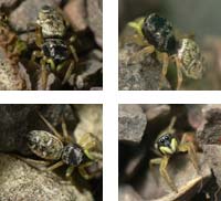 Heliophanus cupreus