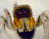 Heliophanus cupreus