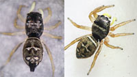 Heliophanus cupreus