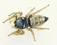 Heliophanus cupreus