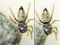 Heliophanus cupreus