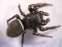 Heliophanus cupreus