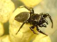 Heliophanus cupreus