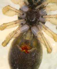 Heliophanus cupreus
