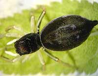Heliophanus cupreus