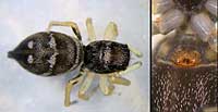 Heliophanus cupreus