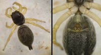 Heliophanus flavipes