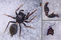 Heliophanus flavipes