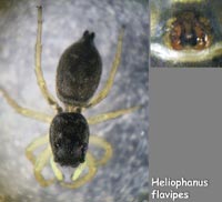 Heliophanus flavipes