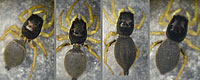 Heliophanus flavipes