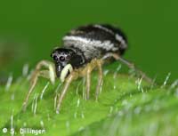 Heliophanus flavipes