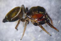Heliophanus tribulosus