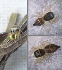 Heliophanus tribulosus
