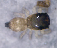 Heliophanus tribulosus