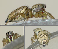 Heliophanus tribulosus
