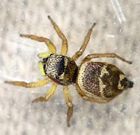 Heliophanus tribulosus