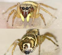 Heliophanus tribulosus
