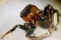 Heliophanus tribulosus