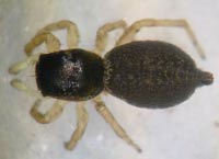 Heliophanus tribulosus