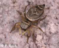 Heliophanus tribulosus