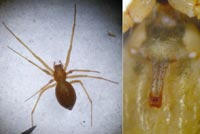 Helophora insignis