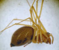 Helophora insignis
