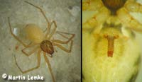 Helophora insignis