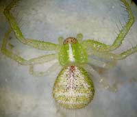 Heriaeus graminicola